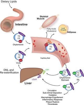 Zebrafish Models for Dyslipidemia and Atherosclerosis Research